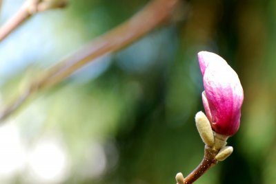 Magnolia x soulangeana - šácholan soulangeanův - detail pupen